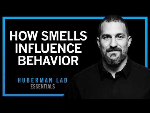 How Smell, Taste & Pheromones Shape Behavior | Huberman Lab Essentials