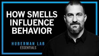 How Smell, Taste & Pheromones Shape Behavior | Huberman Lab Essentials